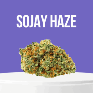 Sojay Haze cannabis buds with bright green color and orange hairs