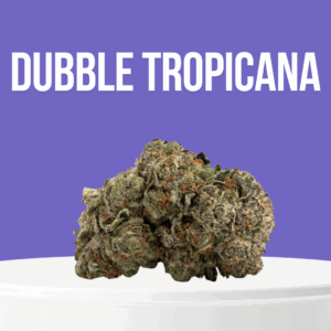 Dubble Tropicana cannabis buds with vivid orange hairs and frosty trichomes