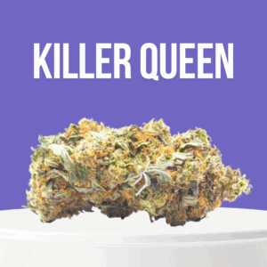 Killer Queen cannabis buds with bright orange hairs and frosty trichomes