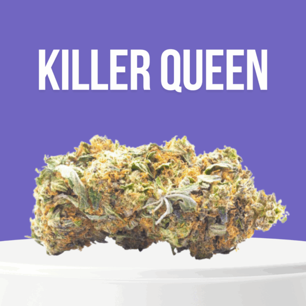 Killer Queen cannabis buds with bright orange hairs and frosty trichomes