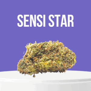 Sensi Star cannabis buds with dense structure and frosty resin coating