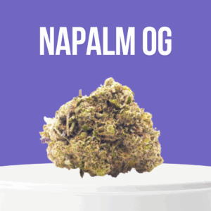 Napalm OG cannabis buds with dense structure and heavy trichome coverage