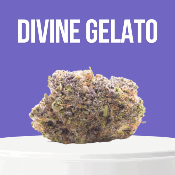 Divine Gelato cannabis strain featuring vibrant buds with purple hues, covered in trichomes, and a sweet, fruity aroma.
